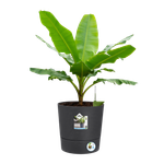 greensense aqua care rund 35cm holzkohlengrau